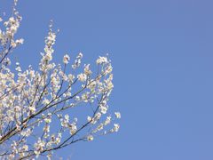 -杭州植物园