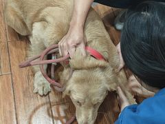 -瑞派动物医院·绝育·犬猫全科·预防医学(光景江南中店)