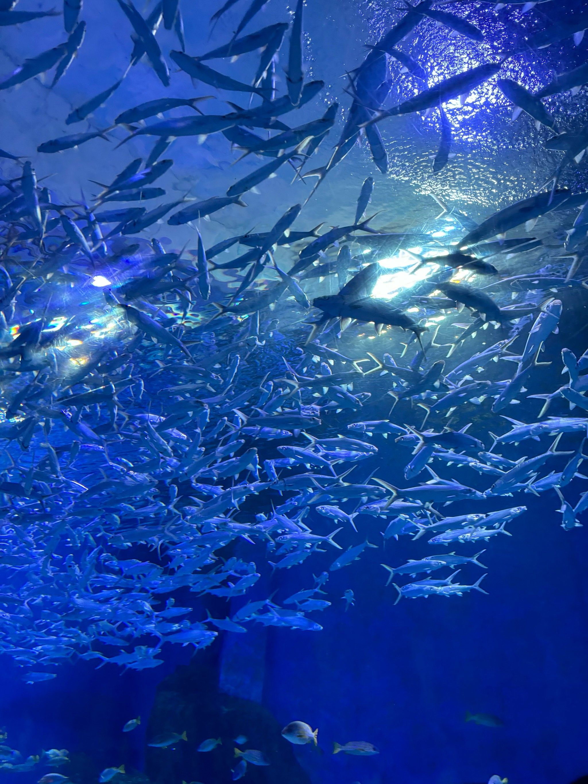 海底两万里98
#海底漫步 #海底 #水族爱好者 
#万物皆有灵性请
