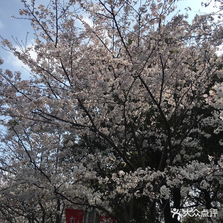 抓住早樱的尾巴，没想到上海浦东也有这么美丽的赏樱地方