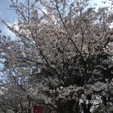 抓住早樱的尾巴，没想到上海浦东也有这么美丽的赏樱地方