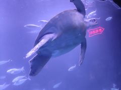 -太平洋海底世界