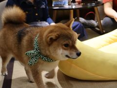 -逗柴咖啡屋·狗咖猫咖宠物桌游