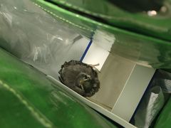 -瑞派·关忠动物医院·异宠专科·犬猫肿瘤·皮肤专科(望京店)