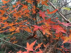 -素山寺森林公园