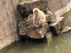 -合肥野生动物园