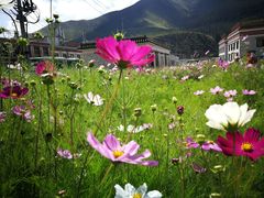 -拉卜楞明月小笼包子总店