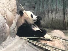 -菠萝格斗巴西柔术训练馆