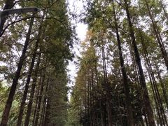 -昆山城市生态森林公园