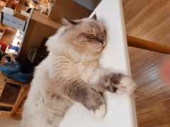 -滚猫咖啡·猫咖·猫友好撸猫(未来城店)