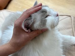 -1013 PET SHOP精品宠物商店(丁香店)