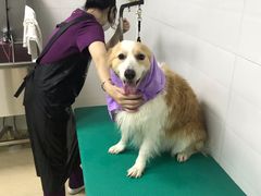 -创凡宠物医院·骨专科  猫科中心(西乡分院)