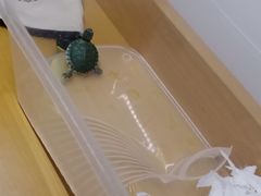 -武汉花鸟市场