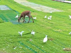 -北京鹿世界主题园