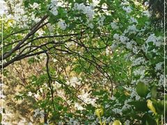 -北京大学燕东园