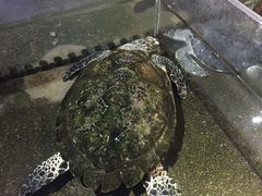 -青岛海底世界-水族馆