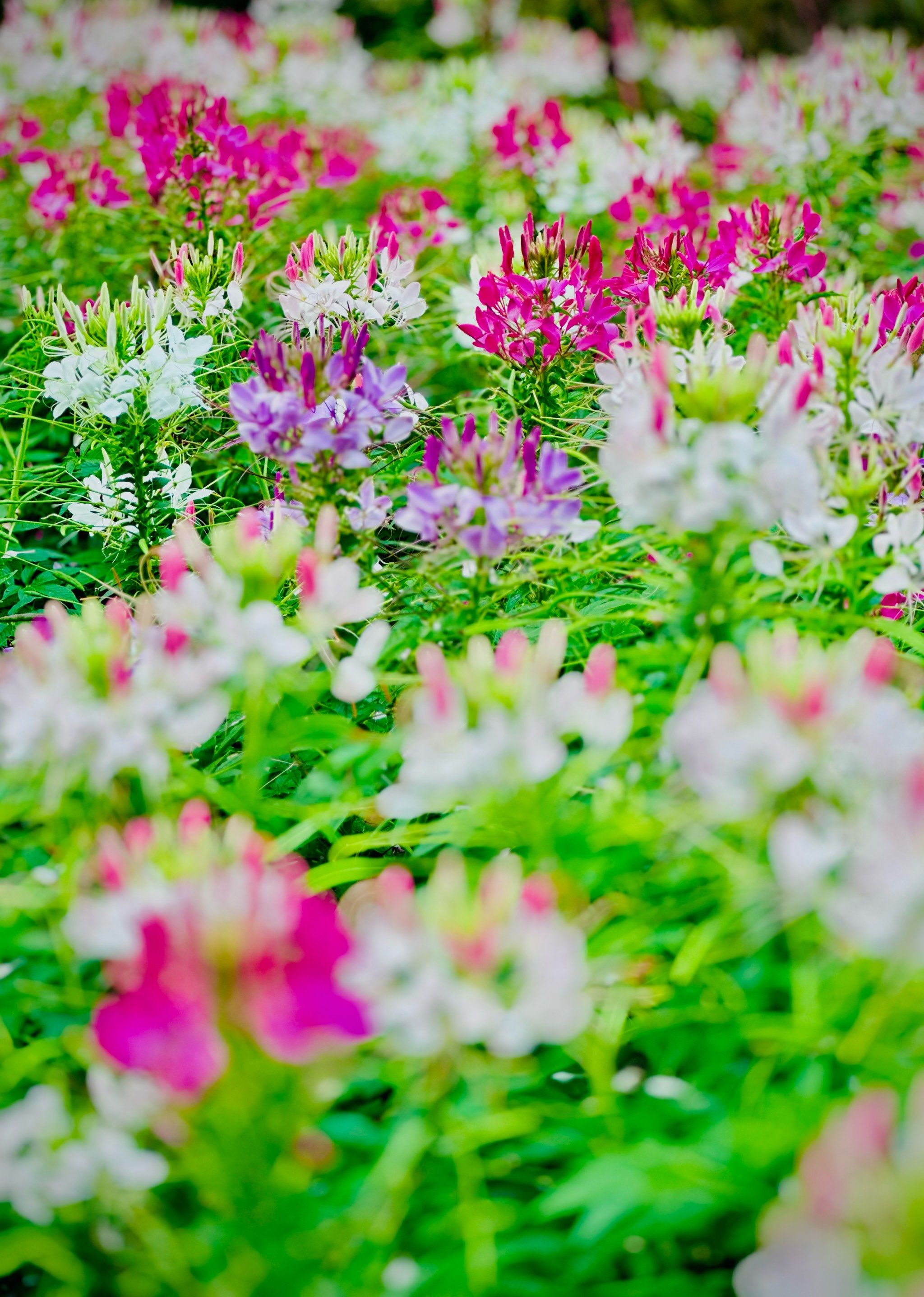 醉蝶花开🌟海淀莫奈花园限定花海,等你来陶醉