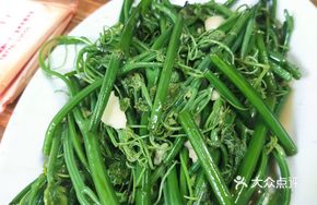 Cucumber Sprouts