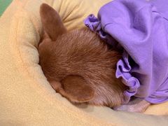 -逗柴咖啡屋·狗咖猫咖宠物桌游