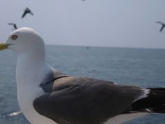 -海驴岛(荣成市)