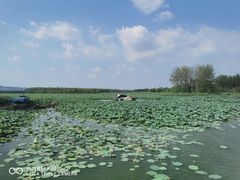 -滕州微山湖红荷湿地景区