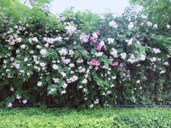 -仁和公园(顺义区)