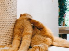 -藏猫猫咖啡主题馆(中央大道店)