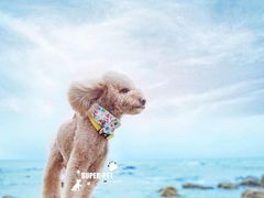 -超宠爱宠物摄影-Super pet