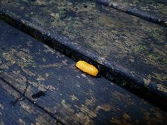 -武陵山森林公园