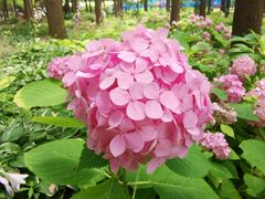 -上海滨江森林公园