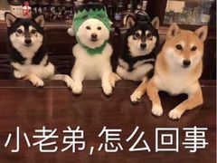 -MUSANG KING猫山王(龙湖杭州滨江天街店)