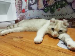 -猫小院猫主题餐厅(三里屯店)