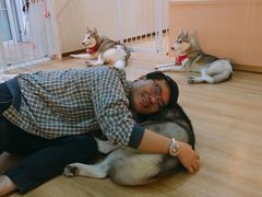 -Husky Go! 哈士奇体验馆·宠物咖啡厅狗咖