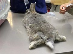 -爱侣宠医·鹦鹉专科·小型哺乳类·异宠专科(灵石路店)