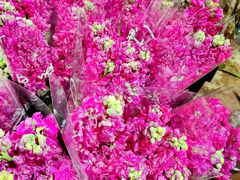 -桂林市花鸟市场