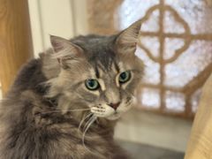 -楼上猫咖(罗湖店)