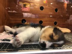 -Goku PET SHOP宠物视觉生活馆(双井店)