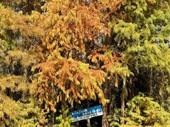 -上海海湾国家森林公园