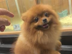 -汤姆宠物(长青北路店)