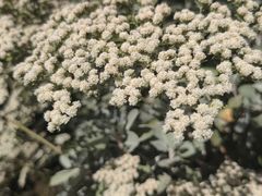 -墨尔本皇家植物园