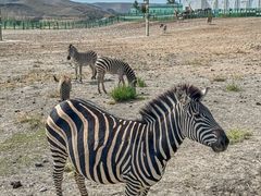 -新疆天山野生动物园