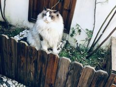 -喵屿·大理花园猫咖