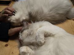 -猫猫幼稚园·撸猫·桌游·电玩