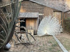 -深圳野生动物园
