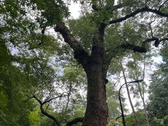 -灵隐飞来峰景区