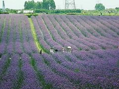-紫颐香薰山谷景区