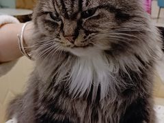 -安格丽娜·狗咖·猫咖羊驼咖(春熙路百盛商场店)