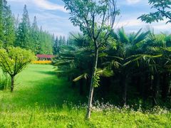 -黄海国家森林公园