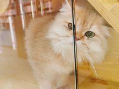 -猫十亿·布偶金渐层·曼基康矮脚猫舍(青年路店)