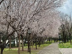 -唐城墙遗址公园